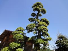 ウバメガシの樹
